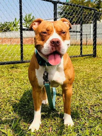 This handsome American Bulldog is ready for his day out, looking happy and alert.