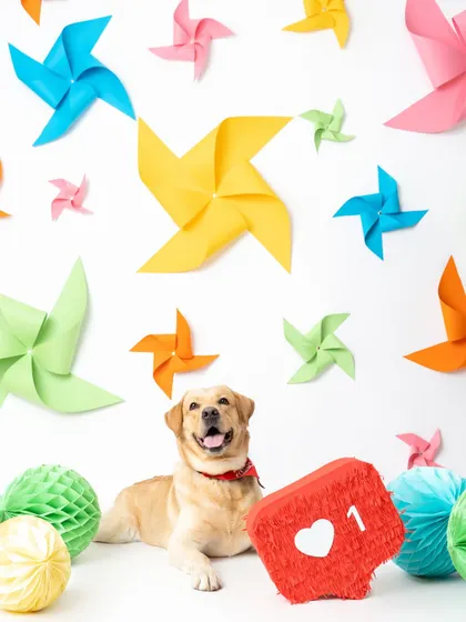 This happy Labrador is definitely "liking" his photoshoot! The Instagram "like" prop adds a fun, modern twist to this colorful and creative studio portrait.