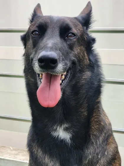 A handsome Belgian Malinois. This is a high-energy, intelligent breed that we love to work with.