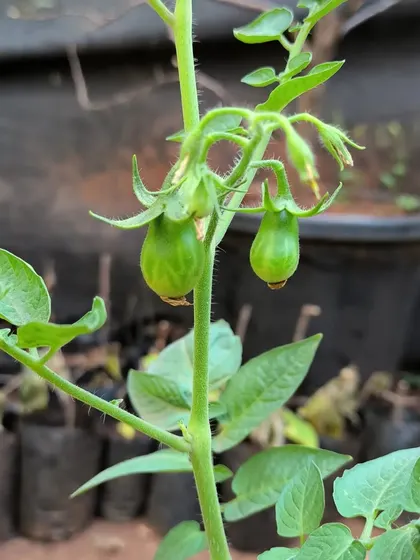 The start of something delicious. These are yellow cherry tomatoes beginning to form on the vine.