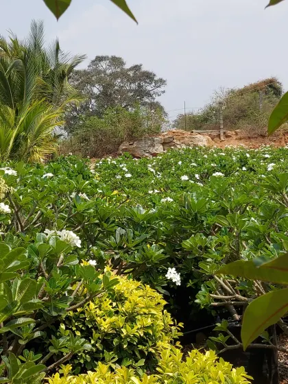 A beautiful garden scene featuring white Plumeria and other shrubs, showing how different plants can be combined.
