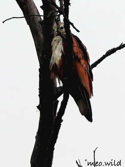 A Brahminy Kite peeking through the branches. Known for their distinctive white head and breast, these raptors are often found near water bodies.