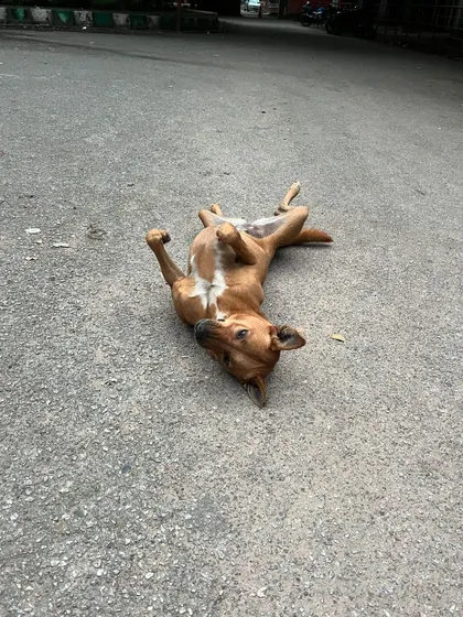 This is the universal sign for "I need a belly rub." It's impossible to run past without stopping for a quick break with this happy friend.