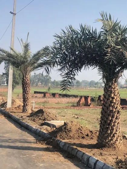 A line of recently installed Date Palms along a new road. This kind of landscaping adds immediate greenery and structure to the environment.