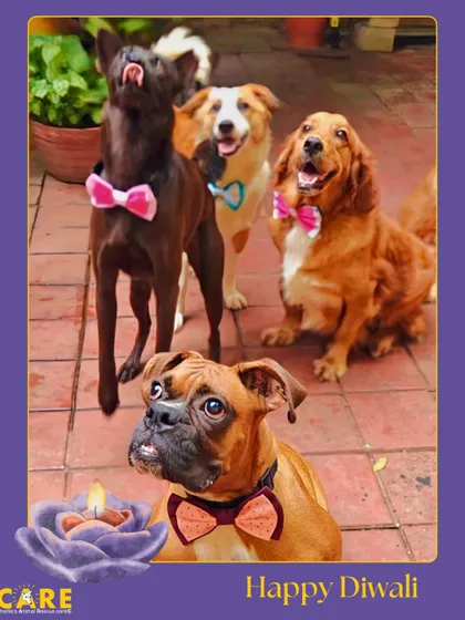 Our dapper reception committee, all dressed up in their festive bowties to wish everyone a Happy Diwali.