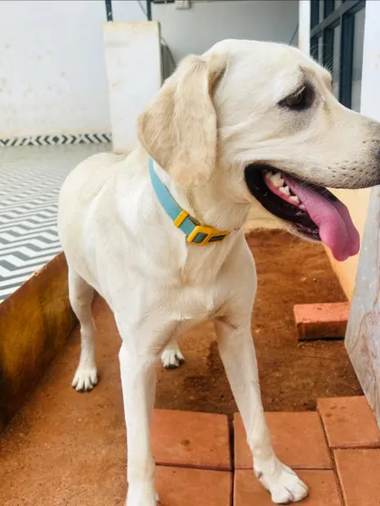 A handsome Labrador enjoying the outdoor area.