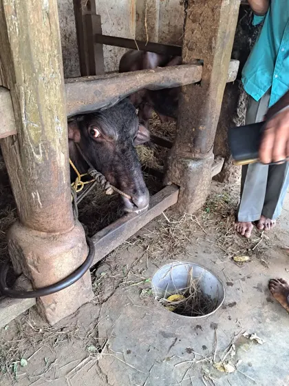 'Belli,' the other sacred buffalo of the Vandaru mane, who officially opens the Kambala by racing in the wee hours of the morning.