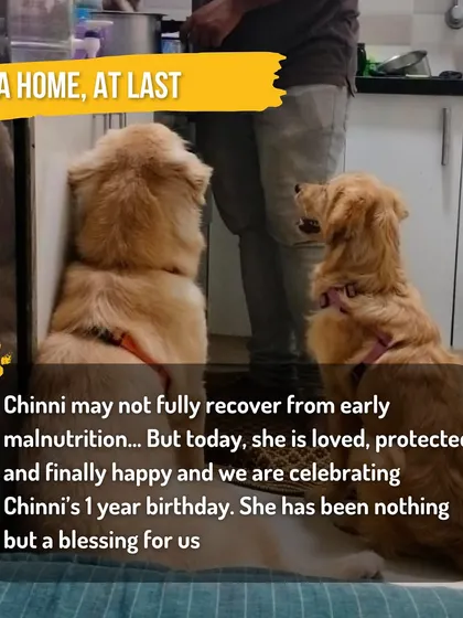 A home, at last. This is Chinni celebrating her first birthday, happy and loved. Her story is a beautiful testament to the healing power of rescue and a reminder to always adopt, not shop.