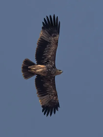 An eagle in full flight, photographed from below to showcase its impressive wingspan and the intricate pattern of its flight feathers.