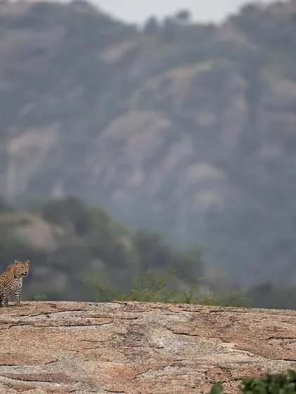 A leopard sits and surveys its domain from a high vantage point. These moments of quiet observation offer great opportunities for stunning portraits.