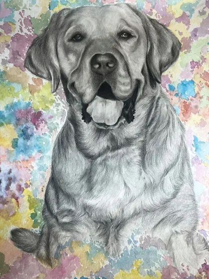 A full view of the Labrador sketch with the colorful, splattered watercolor background. This mixed-media approach adds a modern touch to a classic pet portrait.
