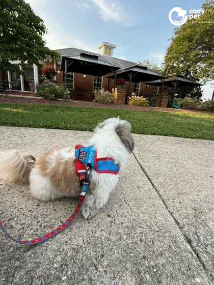 Oreo, a fluffy Shih Tzu, taking in the sights of his new neighborhood in Washington after a safe relocation from Delhi.
