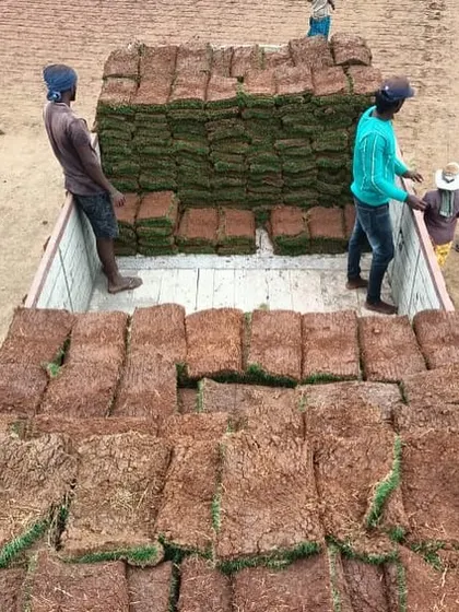 My team loading rolls of freshly harvested Mexican grass onto a truck. I handle bulk orders and delivery all over South India.