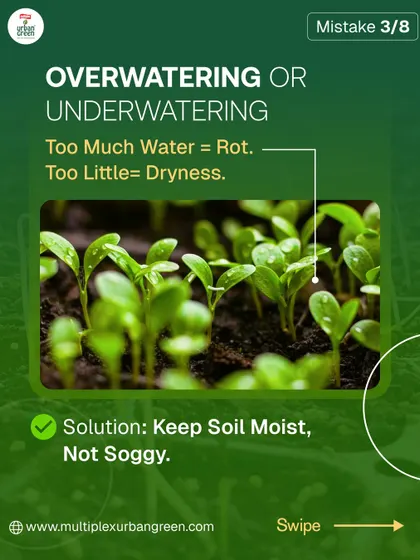 Overwatering or underwatering is a frequent problem that can lead to rot or dryness. The key is to keep the soil consistently moist, but not soggy. Feel the soil before you water to understand what your plant needs.