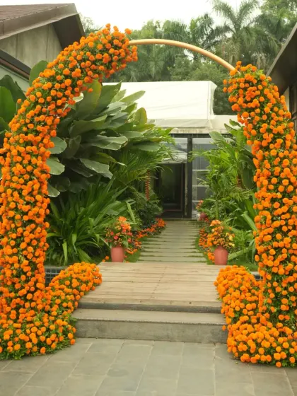 Another view of the magnificent marigold arch, showcasing its full, lush form against the green backdrop of the venue.