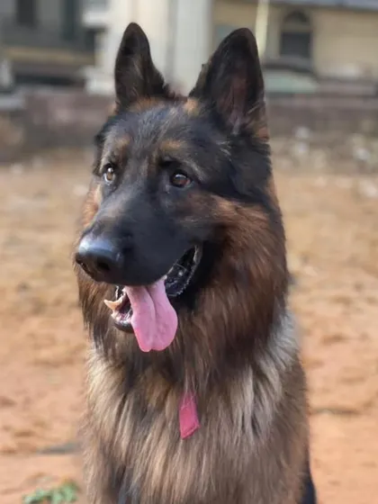 A handsome portrait of Leo the German Shepherd on his 5th birthday. He is one of our star pupils and a beloved member of the K9 Gurukul family.