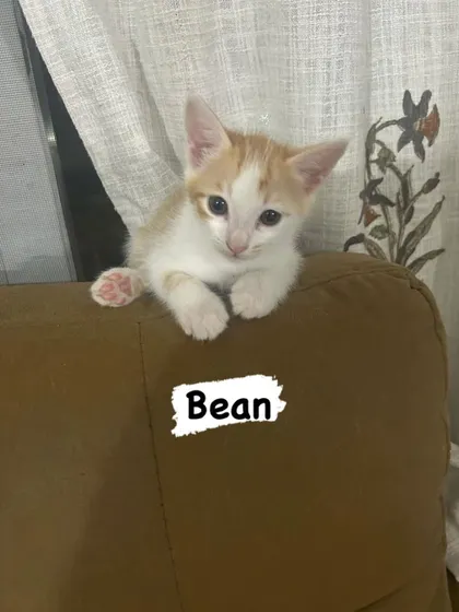 Meet Bean, a classic ginger and white kitten with the sweetest pink toe beans. He's a perfect example of the healthy, adorable, and well-socialized kittens you can find through our foster network.