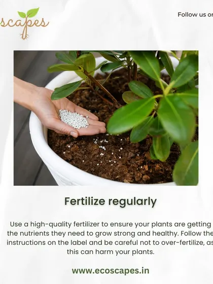 Tip: Fertilize regularly. Container plants need a steady supply of nutrients. We recommend using a high-quality fertilizer according to the package instructions to keep them strong and healthy.