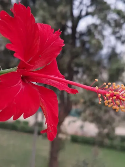 A classic red hibiscus, a staple for any Indian garden.