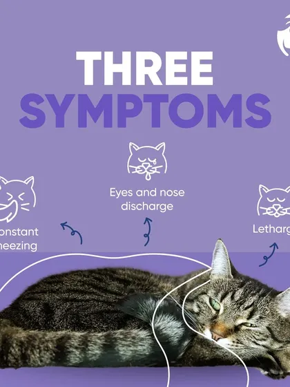 This infographic breaks down three common symptoms of a cat cold: constant sneezing, eye and nose discharge, and lethargy. If your cat is showing these signs, they may be feeling under the weather and could use a check-up.