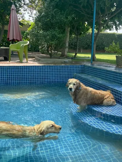 Two Golden Retrievers taking a break on the pool steps. It's the perfect spot to rest between laps and just enjoy the cool water.