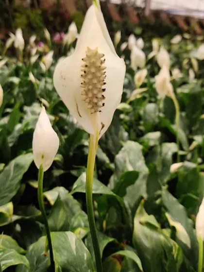 The Peace Lily is famous for being a great air-purifying plant. Its elegant white flower is a bonus, adding a touch of grace to any indoor setting.