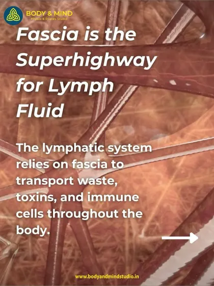 Fascia acts as a superhighway for lymph fluid. It is the network through which your body transports waste, toxins, and immune cells. Keeping this highway clear is essential for health.