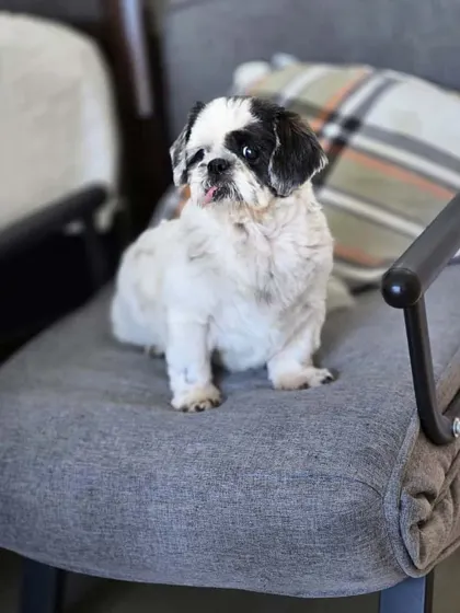 Lily looking regal in her new home. She has settled in beautifully after her long-awaited journey to the USA.