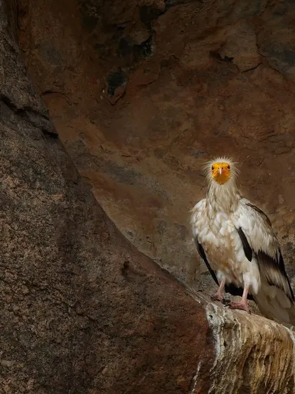 A closer portrait of the Egyptian Vulture on its rocky perch, its bright yellow face standing out against the dark rock.