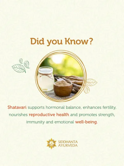 Shatavari is an indispensable herb in my practice for women's health. It is exceptional for supporting hormonal balance, enhancing fertility, and nourishing the reproductive system, promoting strength and emotional wellbeing.