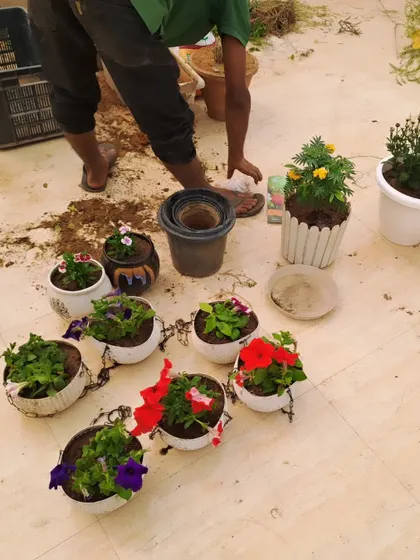 Our team potting colorful seasonal flowers like Petunias into hanging baskets and planters. We handle all the soil mixing and planting to give your garden a healthy start.