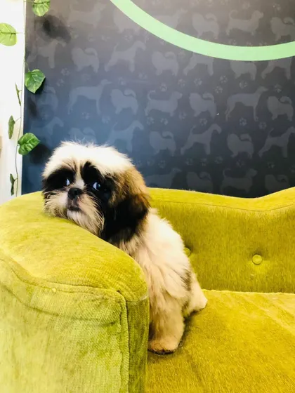 Dino the Shih Tzu puppy is giving us the cutest look. We are extra gentle with puppies to make their first grooming experiences positive.