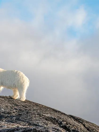 A portrait of power and elegance in the High Arctic.