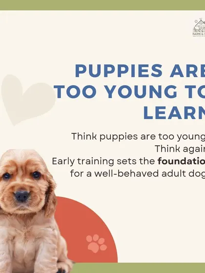 Think puppies are too young to learn? Think again. We believe that early training is the foundation for a well-behaved adult dog. We help debunk common dog training myths and guide new parents on how to start their training journey on the right paw.