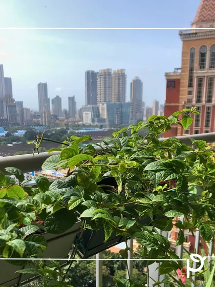 An urban balcony view from Mumbai, showing how even a small space can be filled with lush greenery. This edible garden setup proves you can grow your own food no matter where you live.