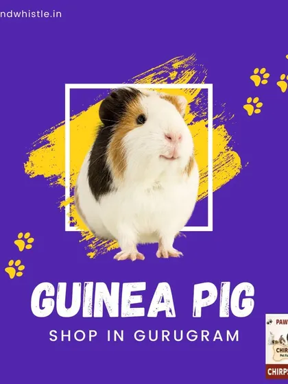 We are the go-to guinea pig shop in Gurugram. We not only have adorable guinea pigs but also all the supplies you need, making pet ownership simple and convenient.