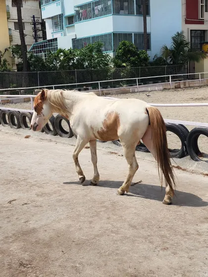 Our new stallion takes a walk around the arena, getting familiar with his new home.
