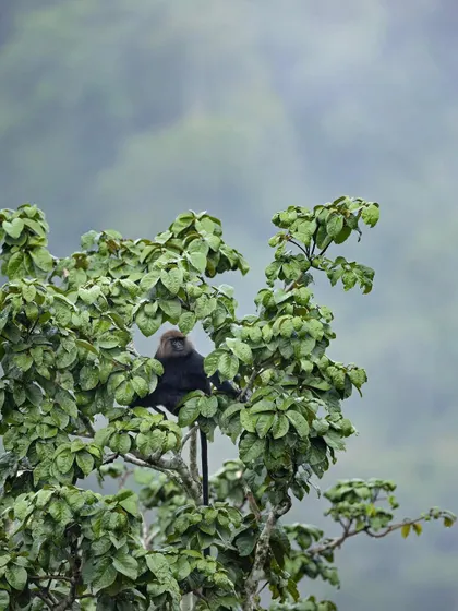 An environmental shot of a Nilgiri Langur at the top of the canopy, with a misty mountain background.
