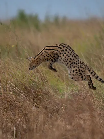 A serval cat leaps to hunt a rodent hidden in the grass, a moment of peak action captured with a fast shutter speed.