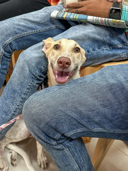That happy smile says it all. This sweet natured dog is so full of love and is just waiting to share it with a family of her own. She is great with people and would be a joyful presence in any home.