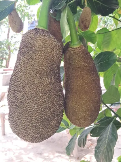 A pair of jackfruits with the terrace background visible. This proves that such large fruits can be grown in an urban setting.