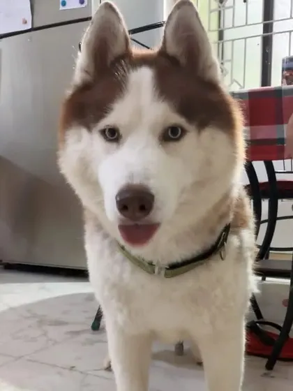 Meet the gorgeous Caesar, a Siberian Husky with the most striking eyes. He is a ball of energy and loves to play nonstop.