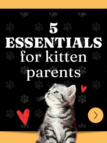 Here is a complete guide to the five essentials every new kitten parent needs to have on hand.