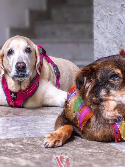 Two senior dogs, one in a festive collar, relaxing during their studio session. I work with pets of all ages and energy levels.