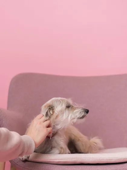 The eternal struggle: belly rubs or ear scratches? This pup seems to be enjoying the ear scratches at this moment, captured at a pet grooming salon's launch party.