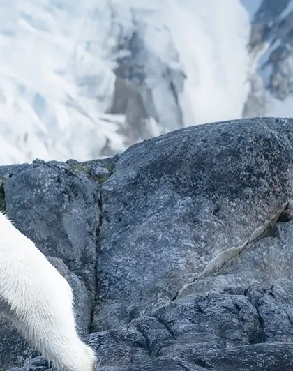 Here, you can see the bear's focus and determination as it navigates the rocky terrain.