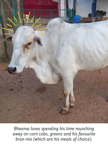 Bheema's favorite pastimes include munching on corn cobs, greens, and his favorite bran mix. Your sponsorship helps keep him happy and well-fed.