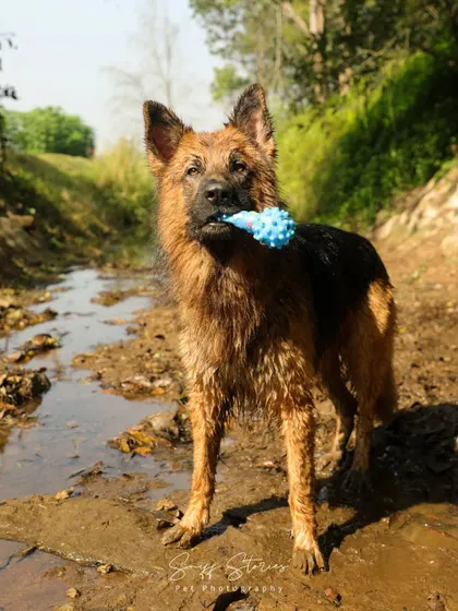 Zero the German Shepherd stands proudly in a muddy stream, his favorite blue toy in his mouth. This shot captures his playful confidence after he explored water for the very first time during our session.