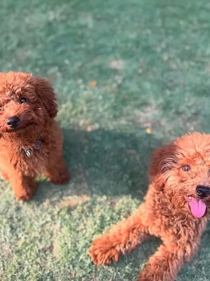 Theo with a poodle friend. Our program includes carefully supervised socialization with other balanced dogs.