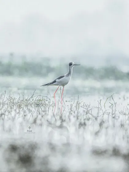 This shot of the Black-winged Stilt is framed to give a sense of its delicate form against the vast, soft-focus background of the wetland.